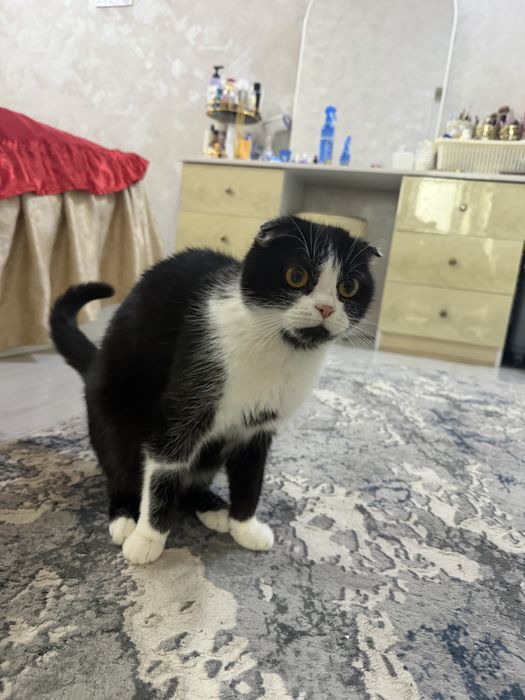 Продаётся кошка. 1,5 годика