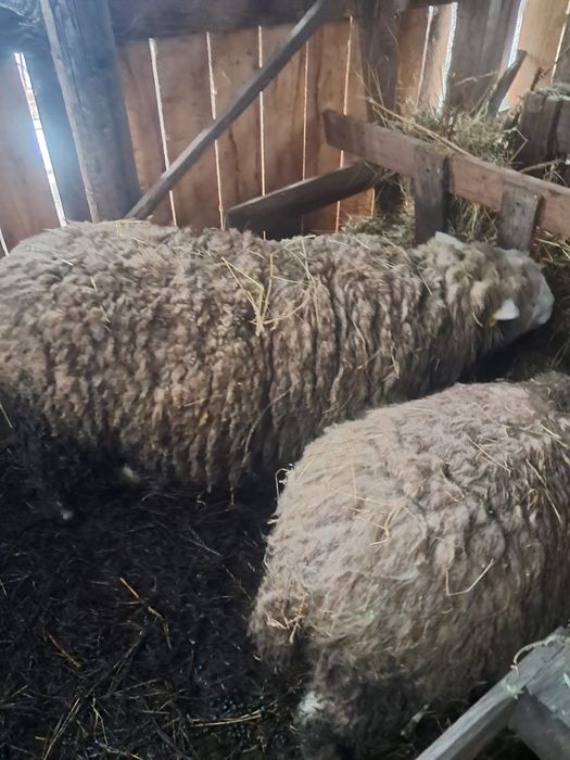 Vând berbeci rasa Ill de France