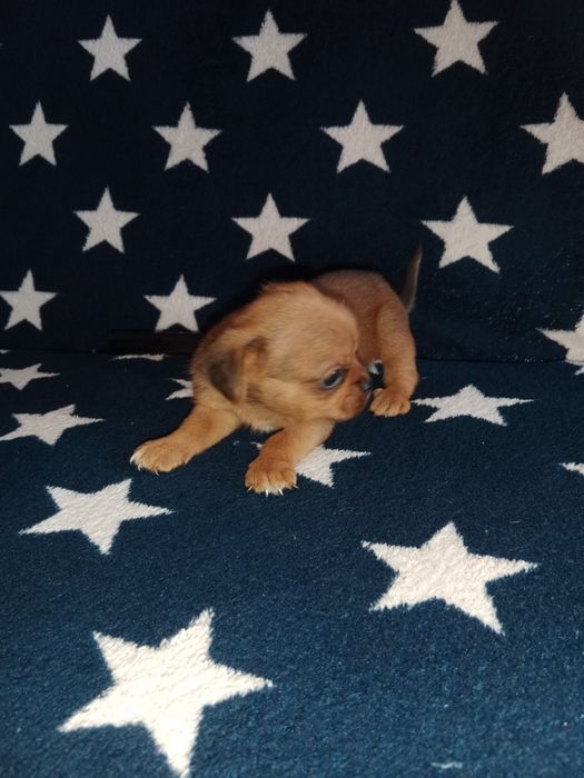 Срочно продам щенков!