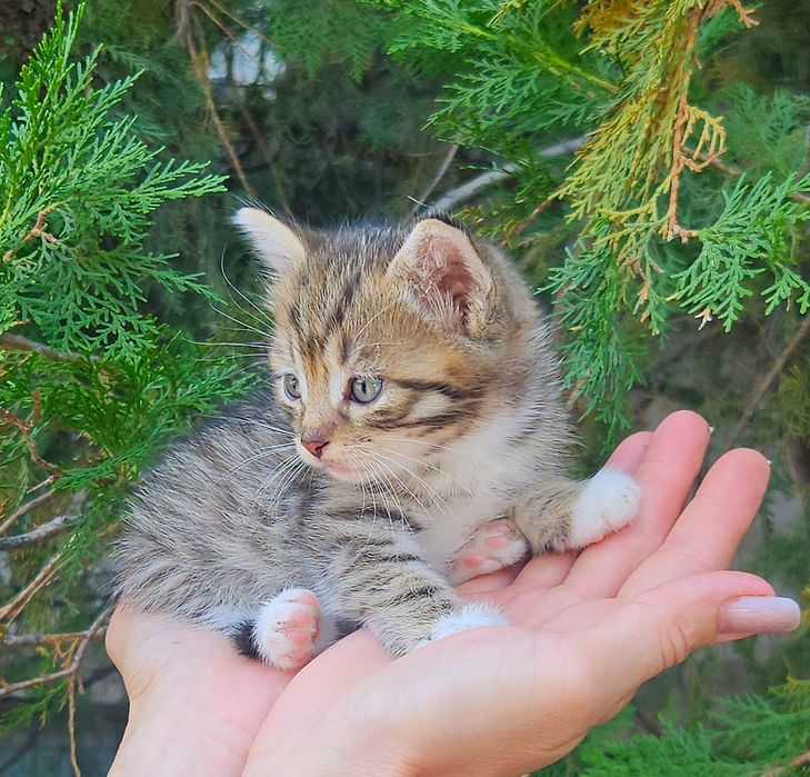 Котята в добрые руки