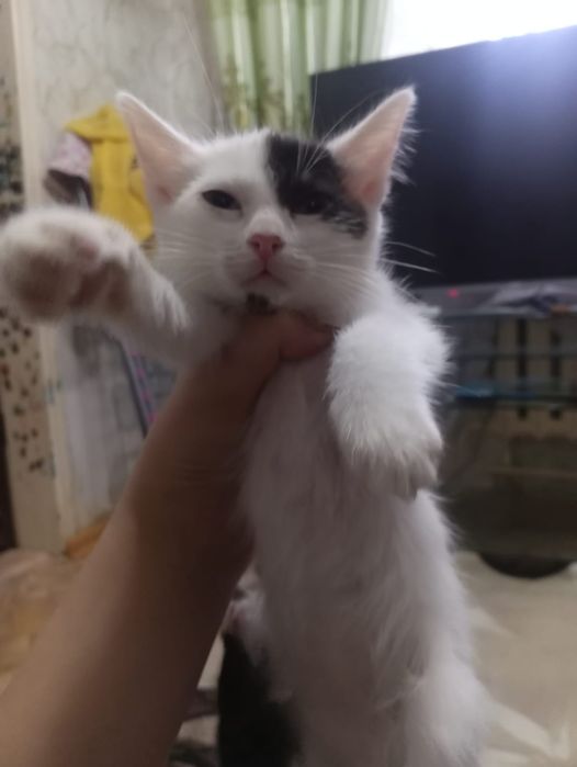 Отдам котят в хорошие руки