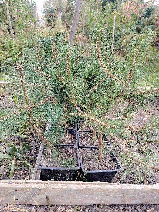 Сосна обычная 40-55см