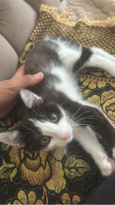 Котенок, малчик 3,5 мес
