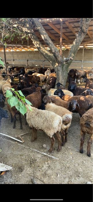 Нужен 100 баран или овец