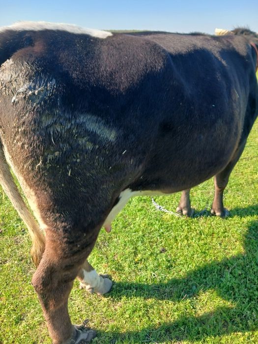 Vand vaca tanara pentru abator