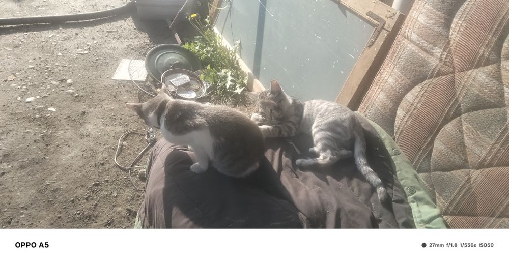 Отдам Кошек и котят даром