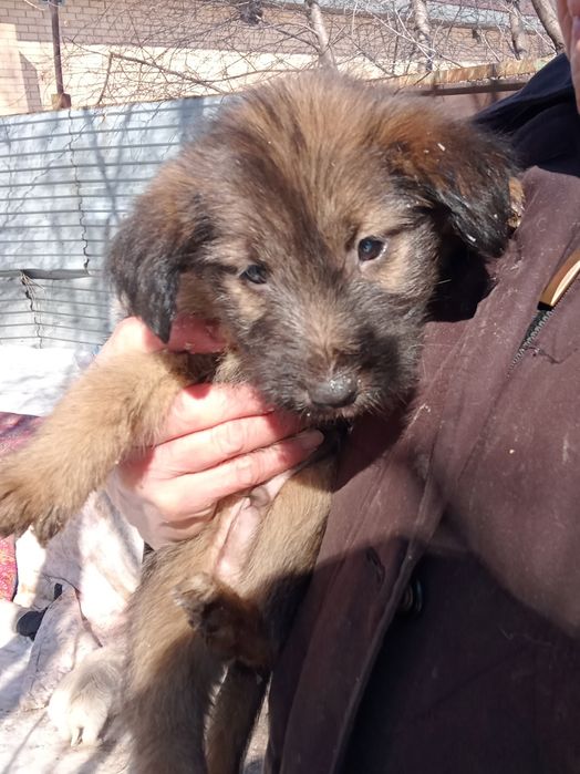 Отдам даром щенка.