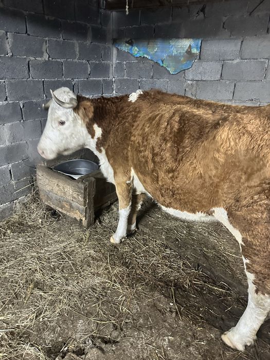 Продам корову, молочную Симментальская порода