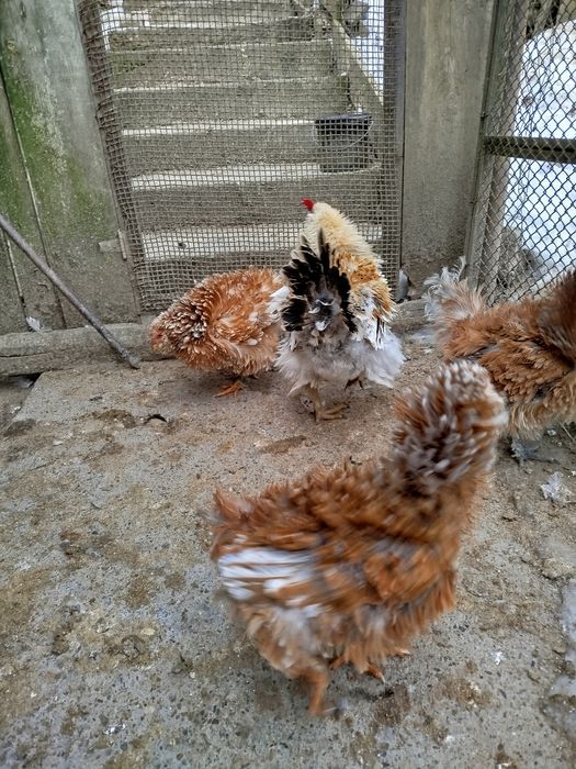 Vând găini frizate