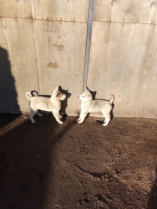 Отдам щенят. Собачата