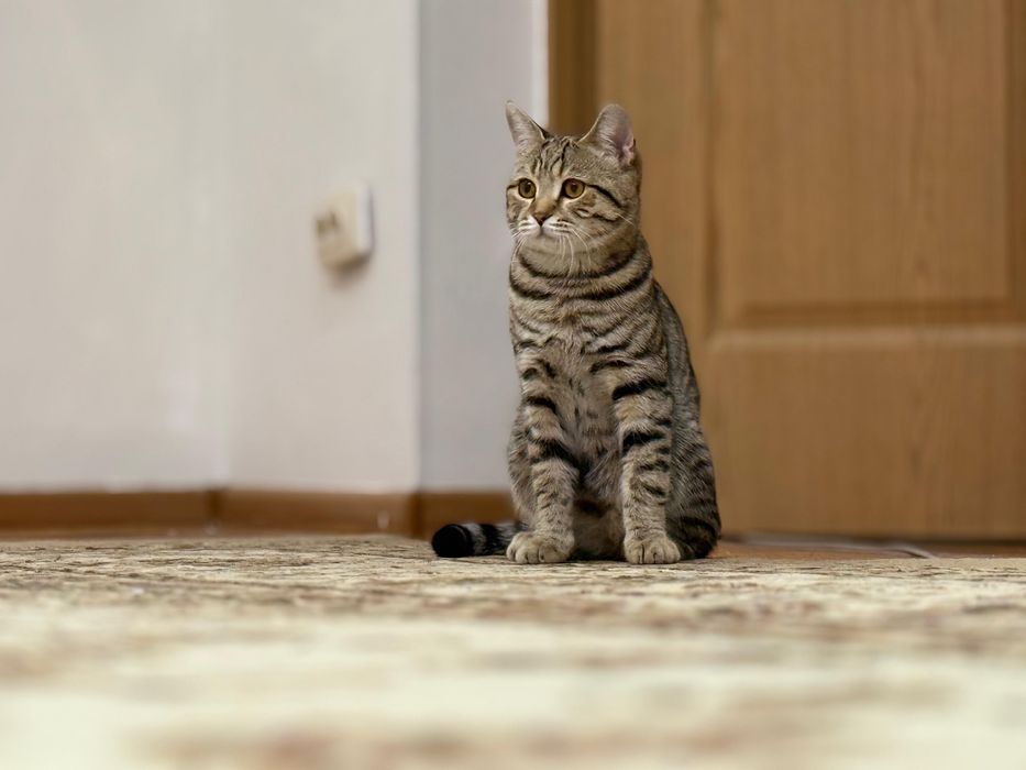 Котенок Шотландский