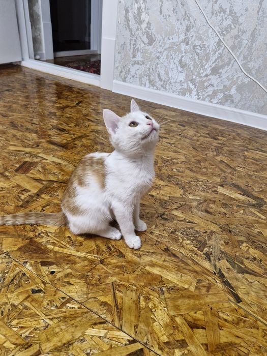 Отдам котенка бесплатно