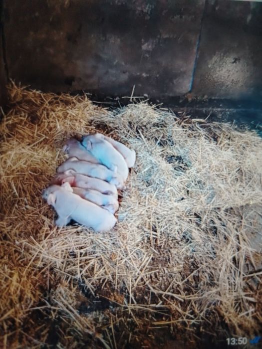 Поросята месячные