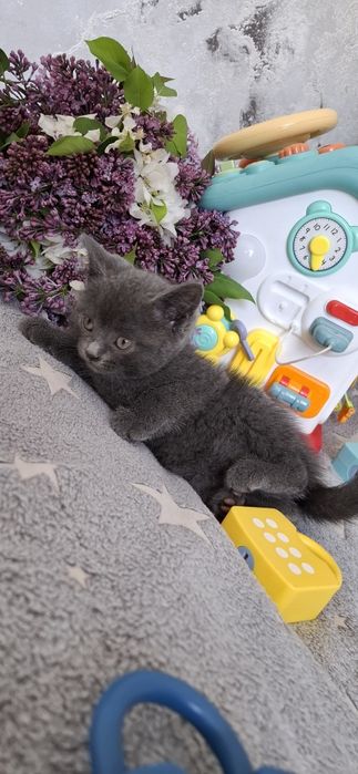Британский котёнок