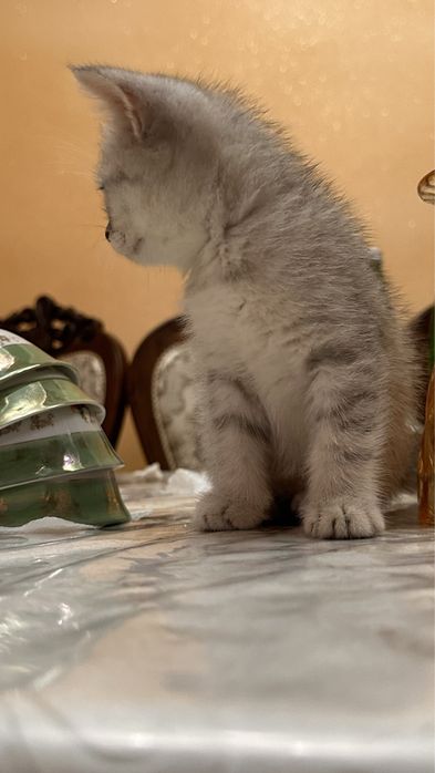 Продаётся кошка серебристая шиншилла девочка