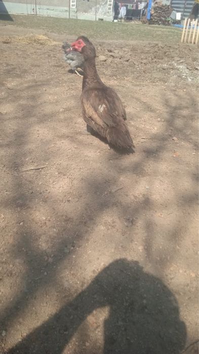 Продам утку или обменяю