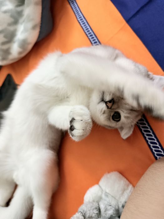 Красавец ищет невесту! Xotin qidirvomiza mujikchaga!