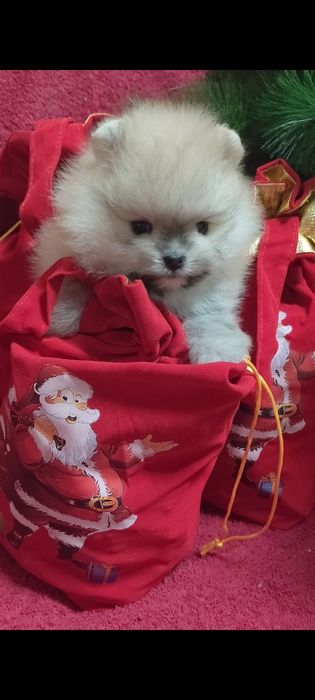 Шпицемини пацанчики