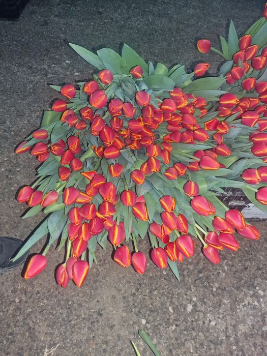 Тюльпаны отборнорные