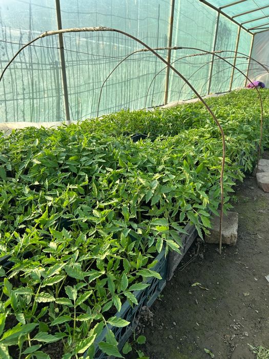 Рассада в ассортименте