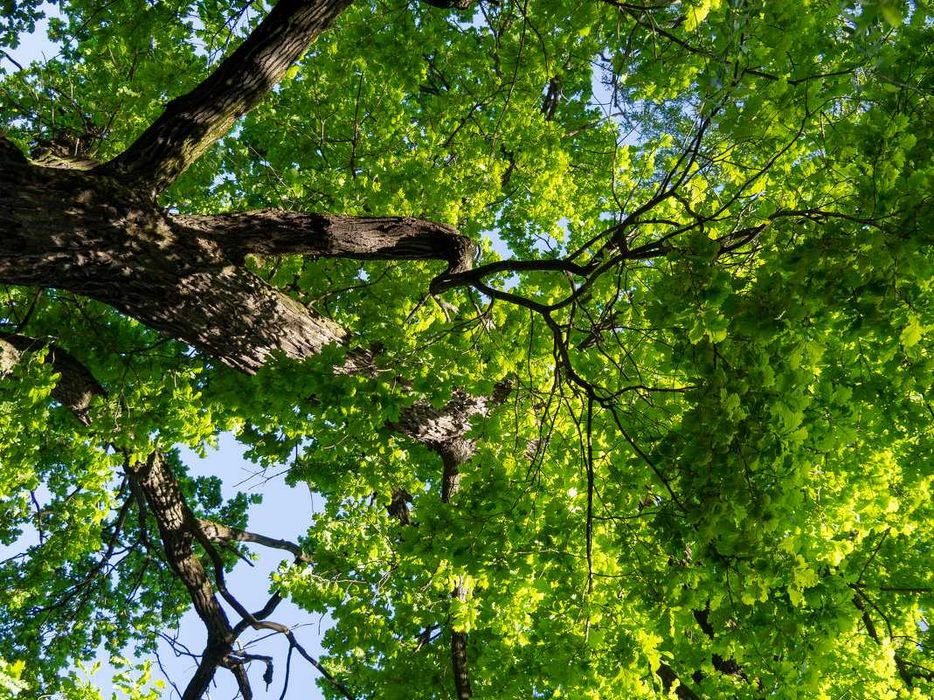 Продам Саженцы Липы , дуба