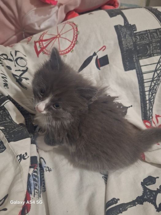 Отдам котят в добрые руки