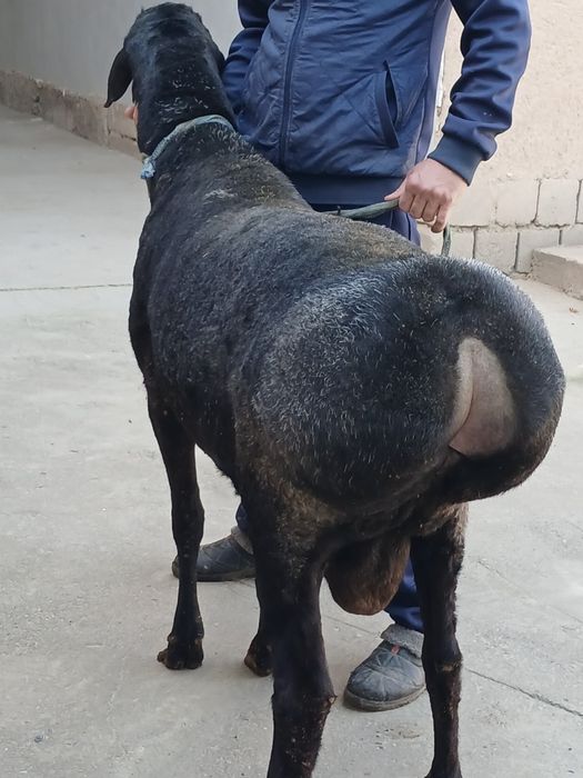 Зотга кочкор сотилади