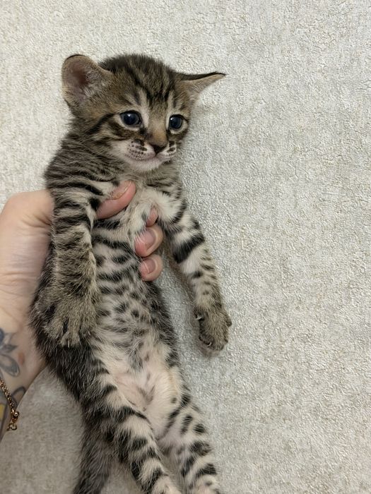 Продам котят сфинкс