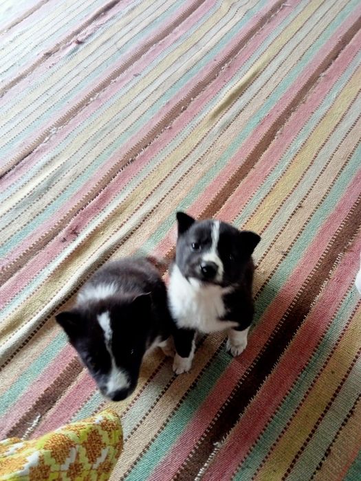 Отдам собак  в хорошие руки