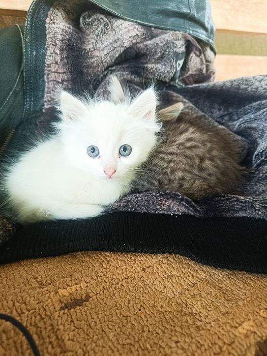 Пристроим котят в добрые руки!