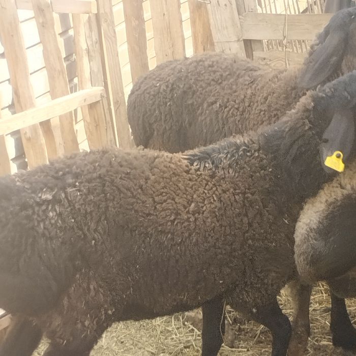 Семіз қошқарлар сатылады үш ай жемде тұрған