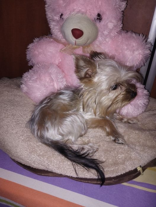 Yorkshire terrier fetița