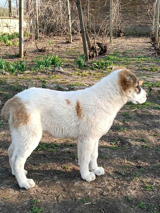 Алабайчета на 3 месеца и половина