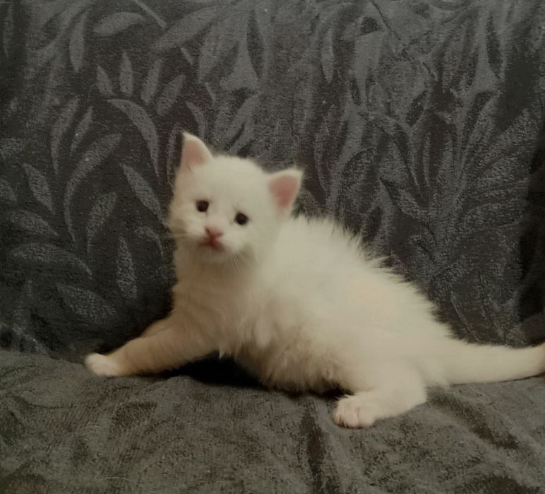 Котята породы Мейн Кун