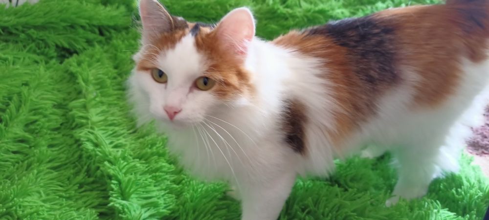 Красотка Лилу ищет себе хозяина