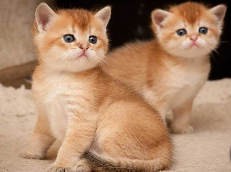 Золотые Шиншиллы Лисички