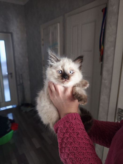 Продаются сиамские котята