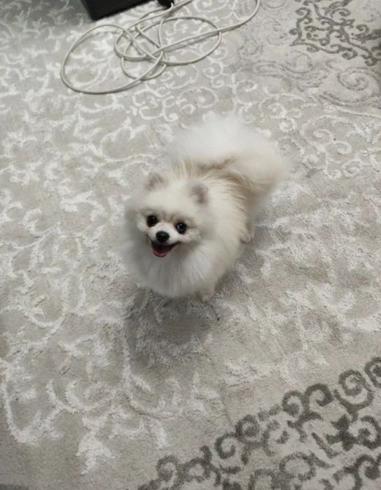 Отдам в добрые руки шпица