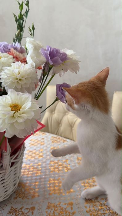 Отдается котенок в хорошие руки