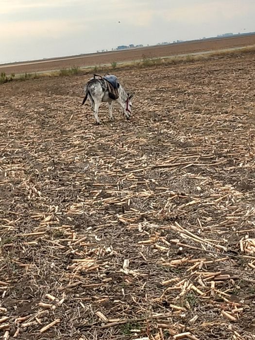 Vând magarita de oi