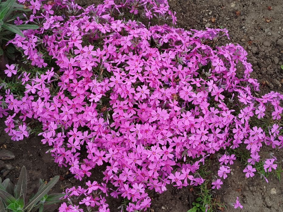 Флокс шиловидный