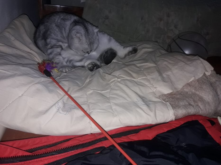 Шотландская кошка.