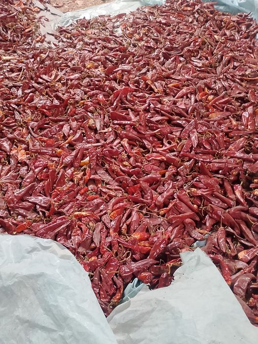 Quruq qalampir bor 40 mingdan