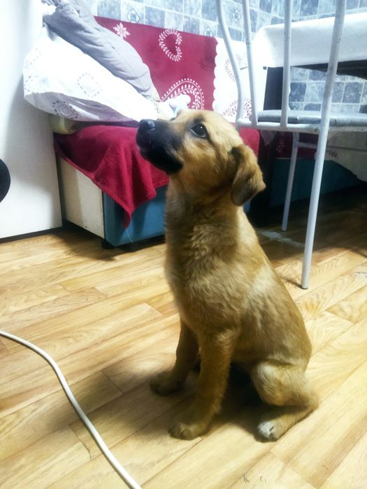 Отдается щенок, девочка