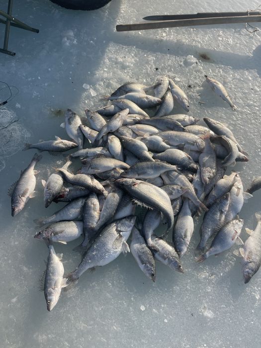 Рыба Оконь Алаколь