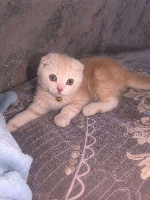 Продаётся девочка скоттиш фолд