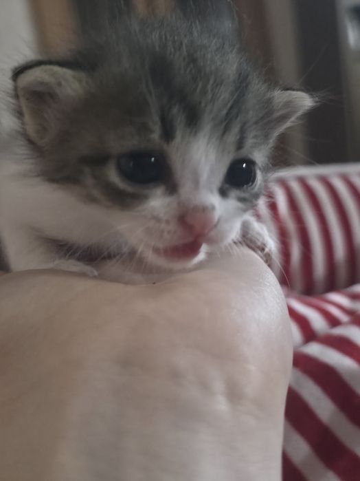 Отдам в добрые руки котят