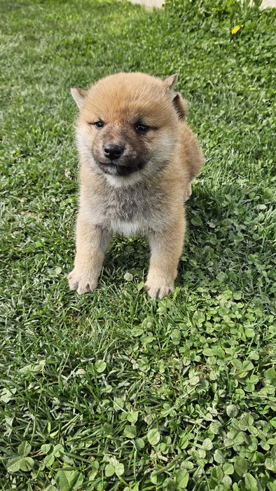 Baiat Shiba pedigree FCI