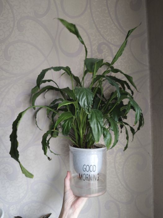 Спатифиллум женское счастье