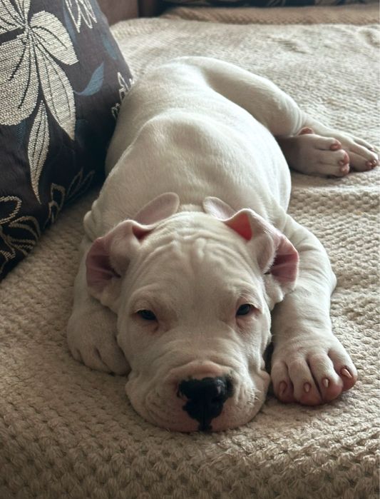 Mascul Dog Argentinian